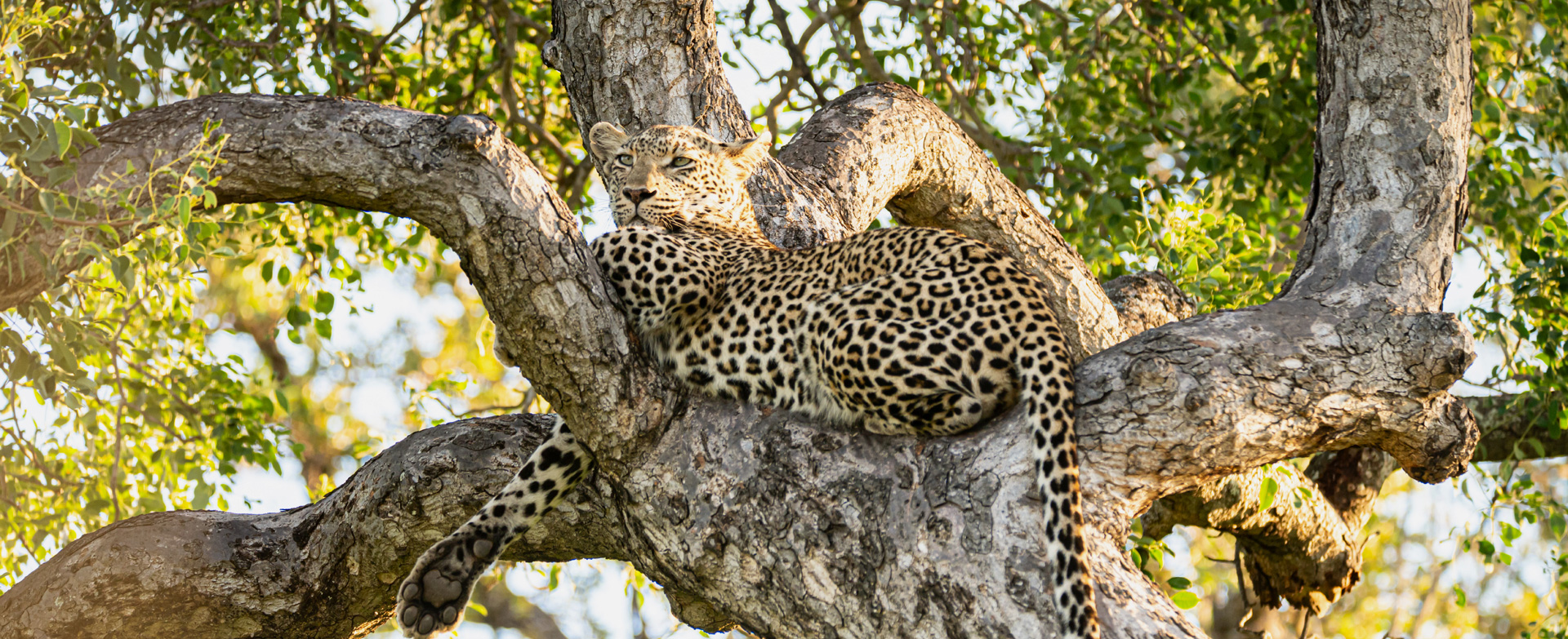 Dynamic Content Image