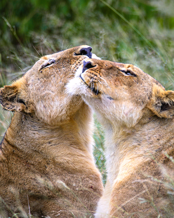 Dynamic Content Image