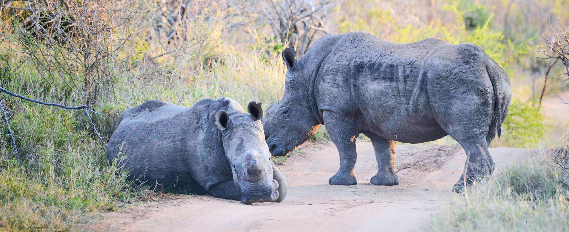 Dynamic Content Image