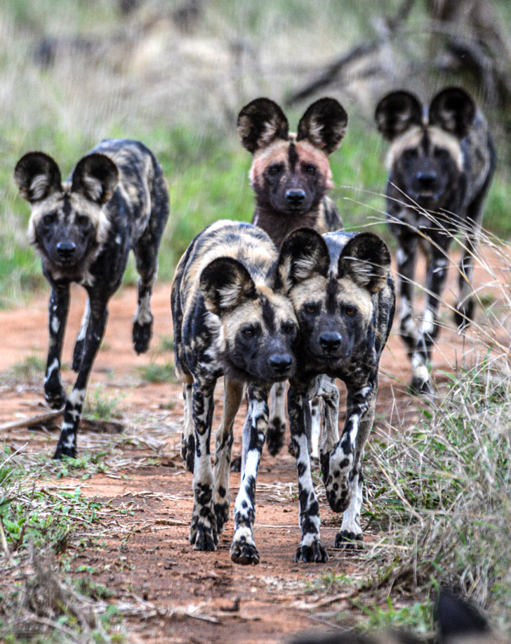 Dynamic Content Image