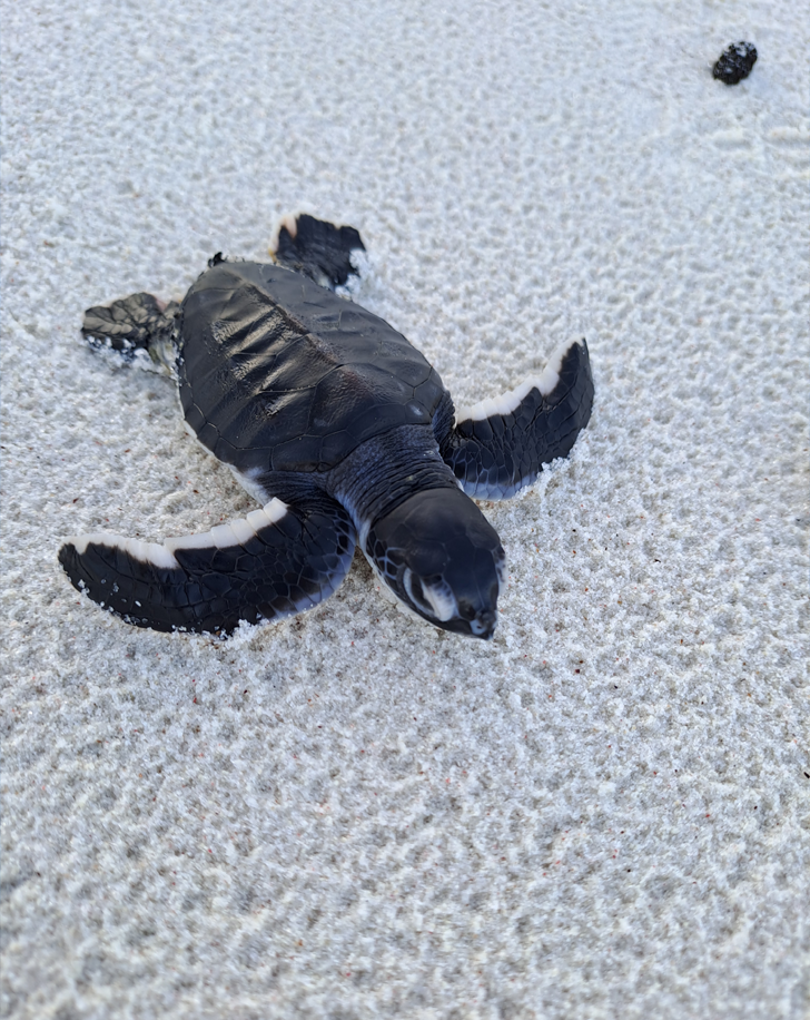 Dynamic Content Image