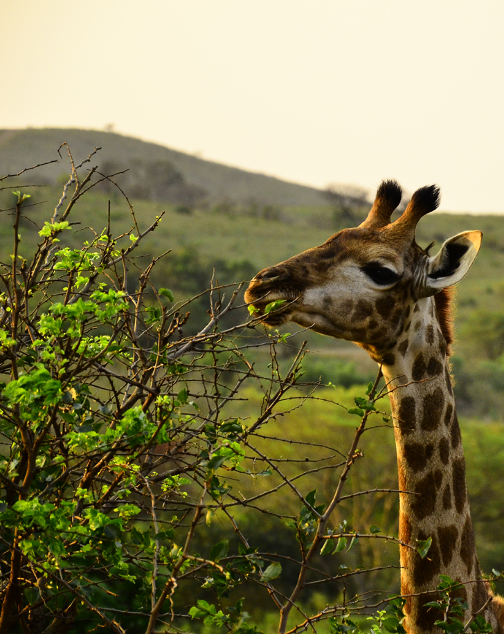 Dynamic Content Image